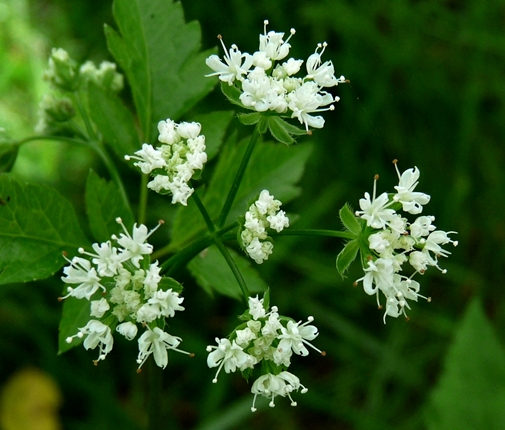 {Osmorhiza longistylis}